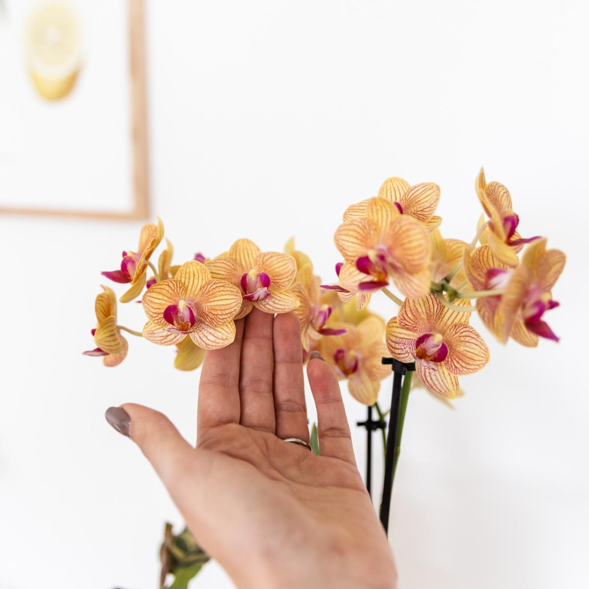 Kolibri Orchids | Orange Phalaenopsis Orchidee - Bolzano + Painted Stripe Topf Orange - Topfgröße Ø9cm | Blühende Zimmerpflanze - Frisch vom Züchter