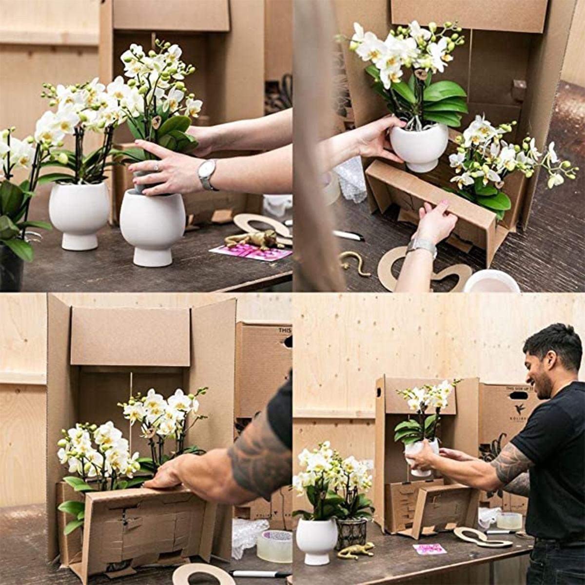 Kolibri Orchids | Geschenkset Optimismus kleiner Pfirsich | Grünpflanze mit orangefarbener Phalaenopsis-Orchidee in Candy-Ziertöpfen auf weißem Bio-Tablett