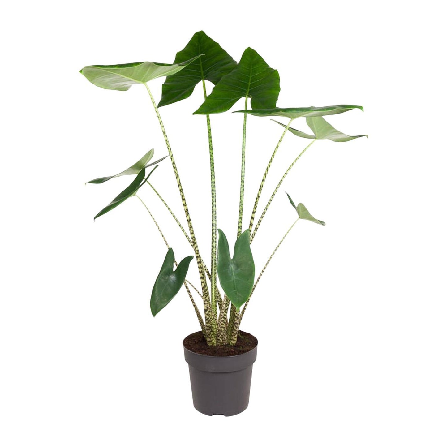 Alocasia Zebrina - 130 cm - ø32