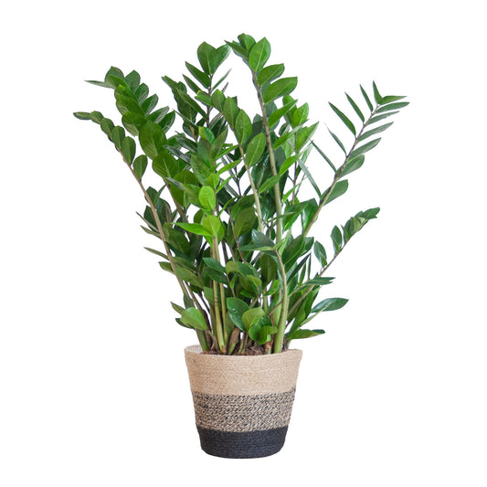 Zamioculcas Zamiifolia mit Pflanzkorb Lissabon Schwarz - 80cm - Ø21