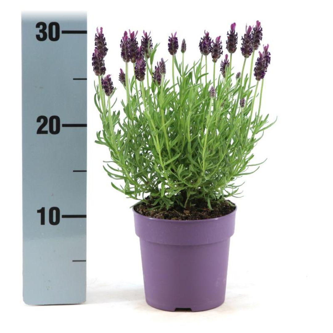 Lavandula stoechas Anouk® – Set von 6 Pflanzen im 12 cm Topf (Schopflavendel)