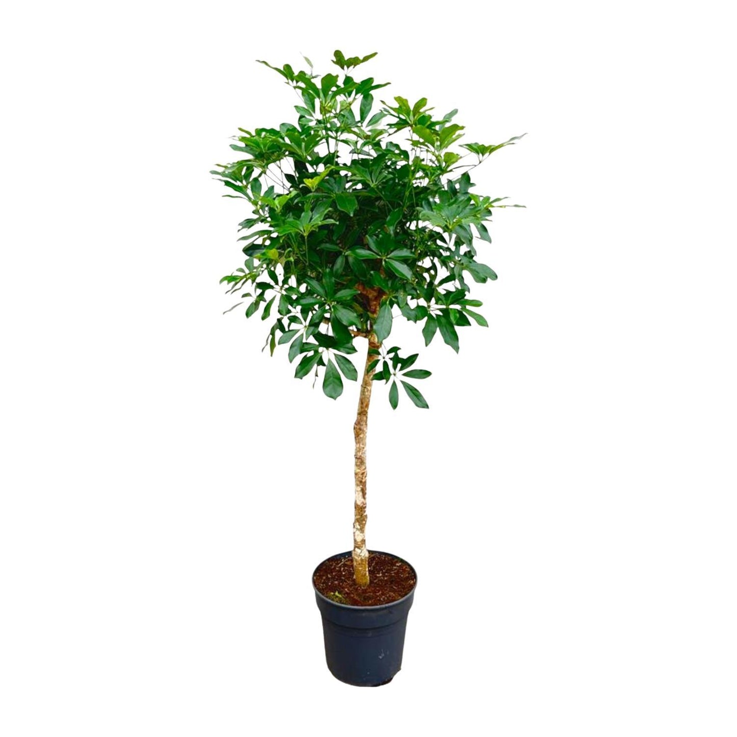 Schefflera op stam - 180cm - ø34