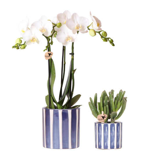 Kolibri Orchids | Set aus weißer Phalaenopsis Orchidee Amabilis und Sukkulente Crassula Hobbit im blauen Painted Stripe Topf - Topfgröße Ø9cm + Ø6cm | Blühende Zimmerpflanze - Frisch vom Züchter