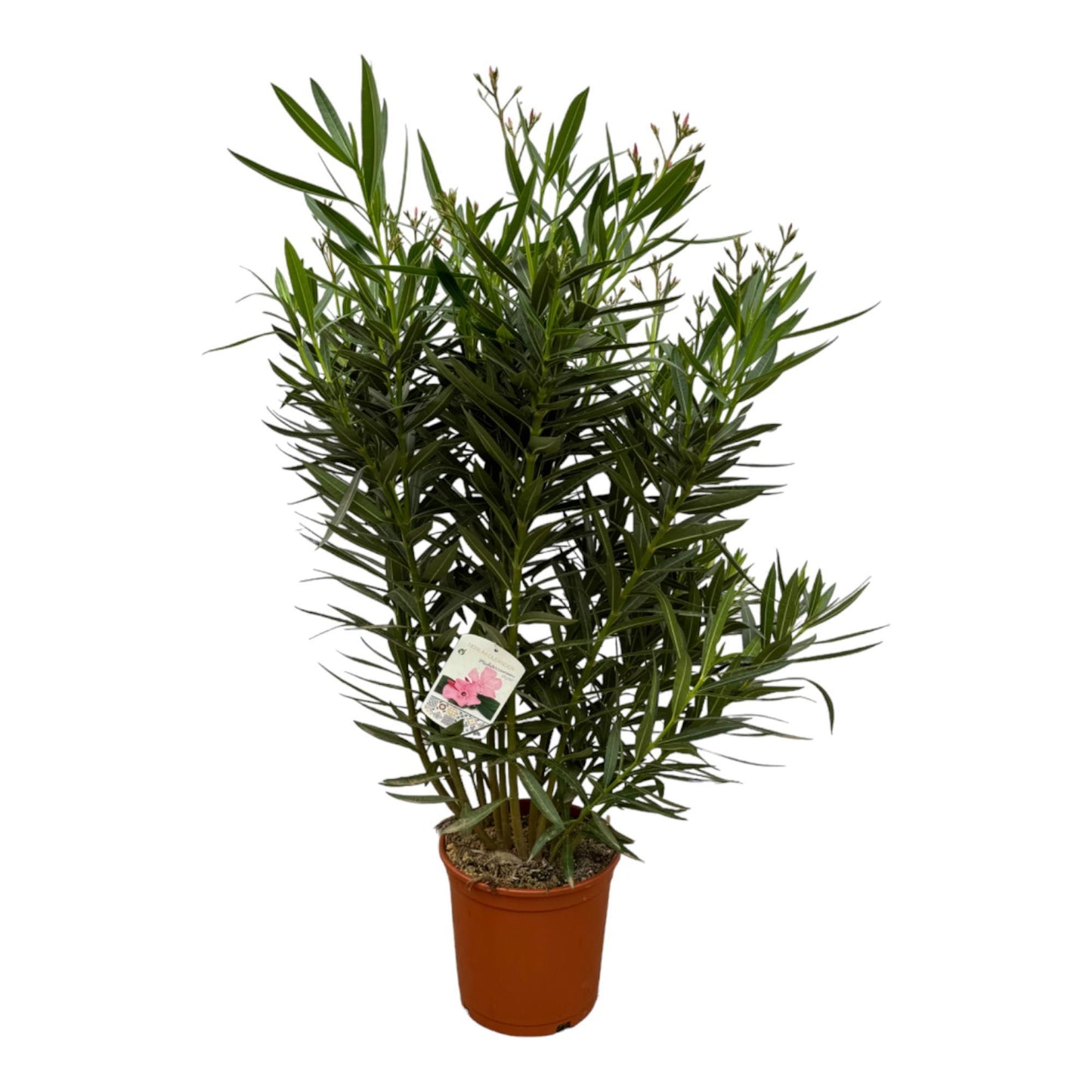 Nerium Oleander Strauch mit weißen Blüten – Mediterranes Flair für Ihr Zuhause (160 cm Höhe, Ø 30 cm)