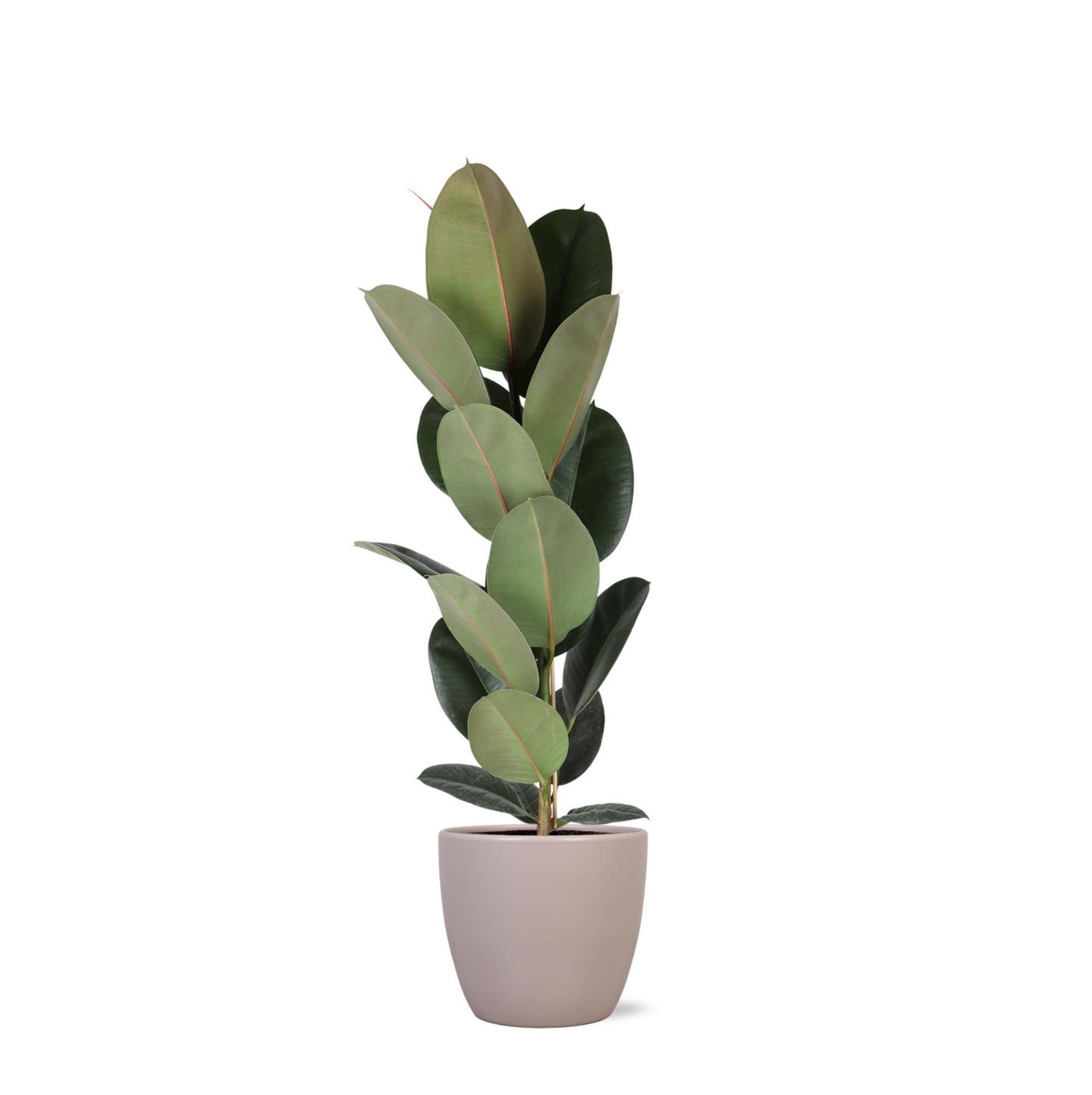 Ficus Elastica Robusta - Ø21cm - ↕90cm im Boule Taupe Topf