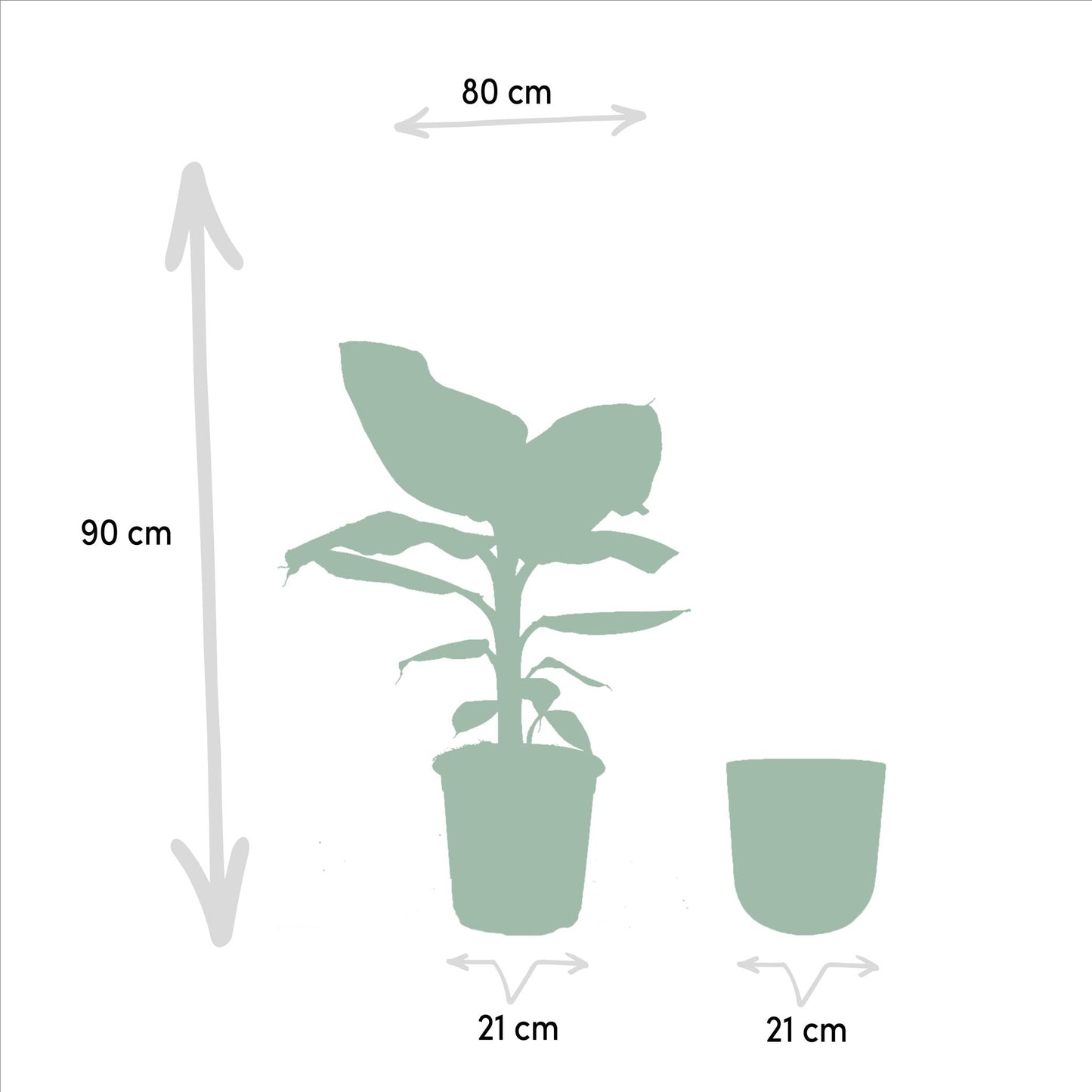 Musa Dwarf Cavendish - Ø21cm - ↕90cm + Topf Mayk Lead