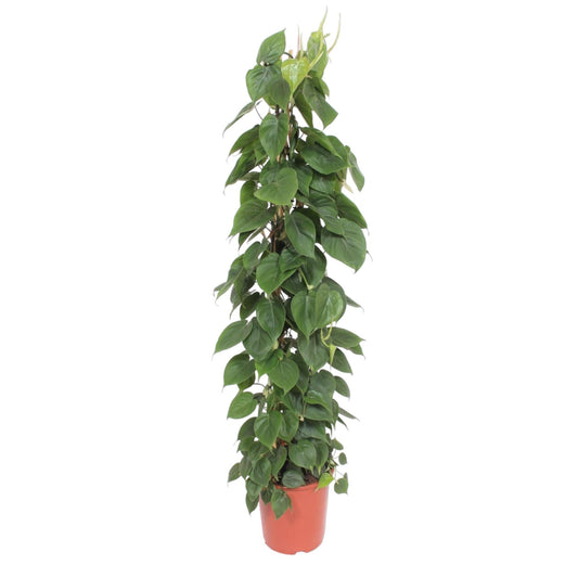 Philodendron Scandens – Üppiger Kletterphilodendron für stilvolle Innenräume (150 cm Höhe, Ø 27 cm)