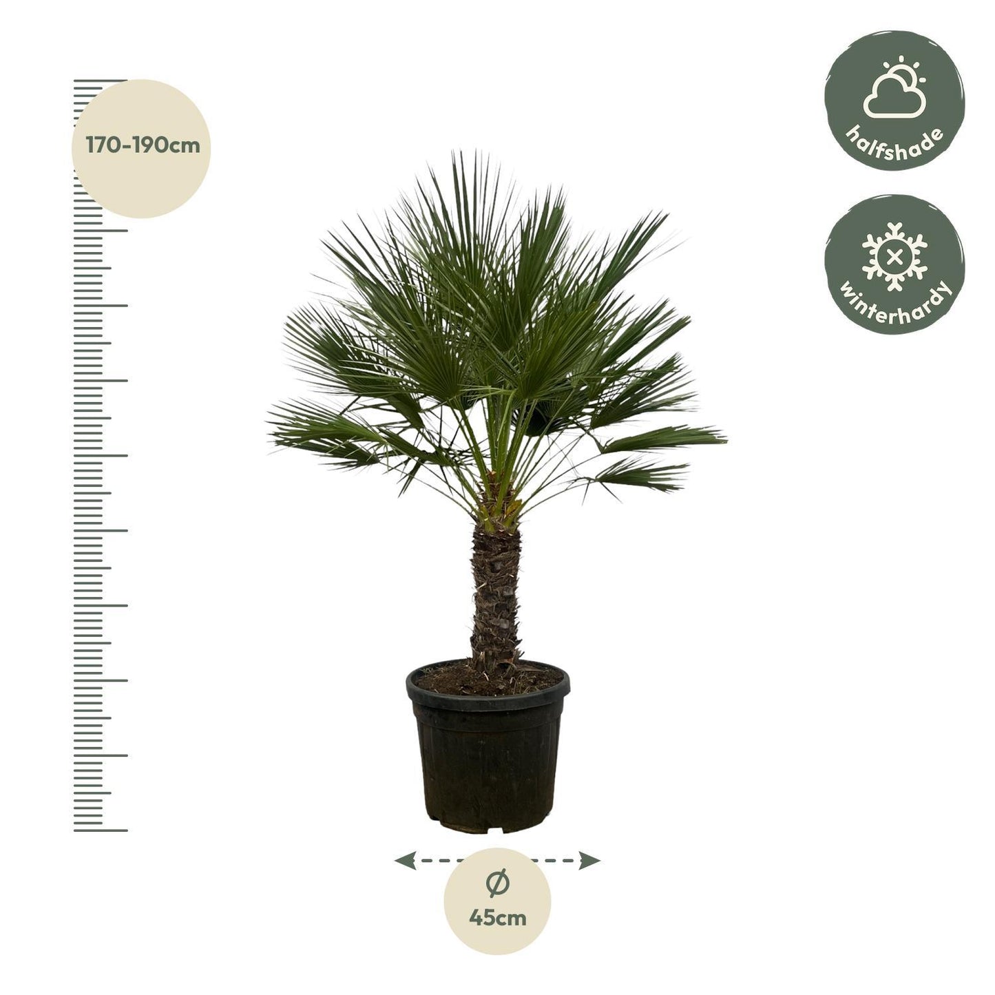 Chamaerops Humilis - 180 cm - Ø45cm