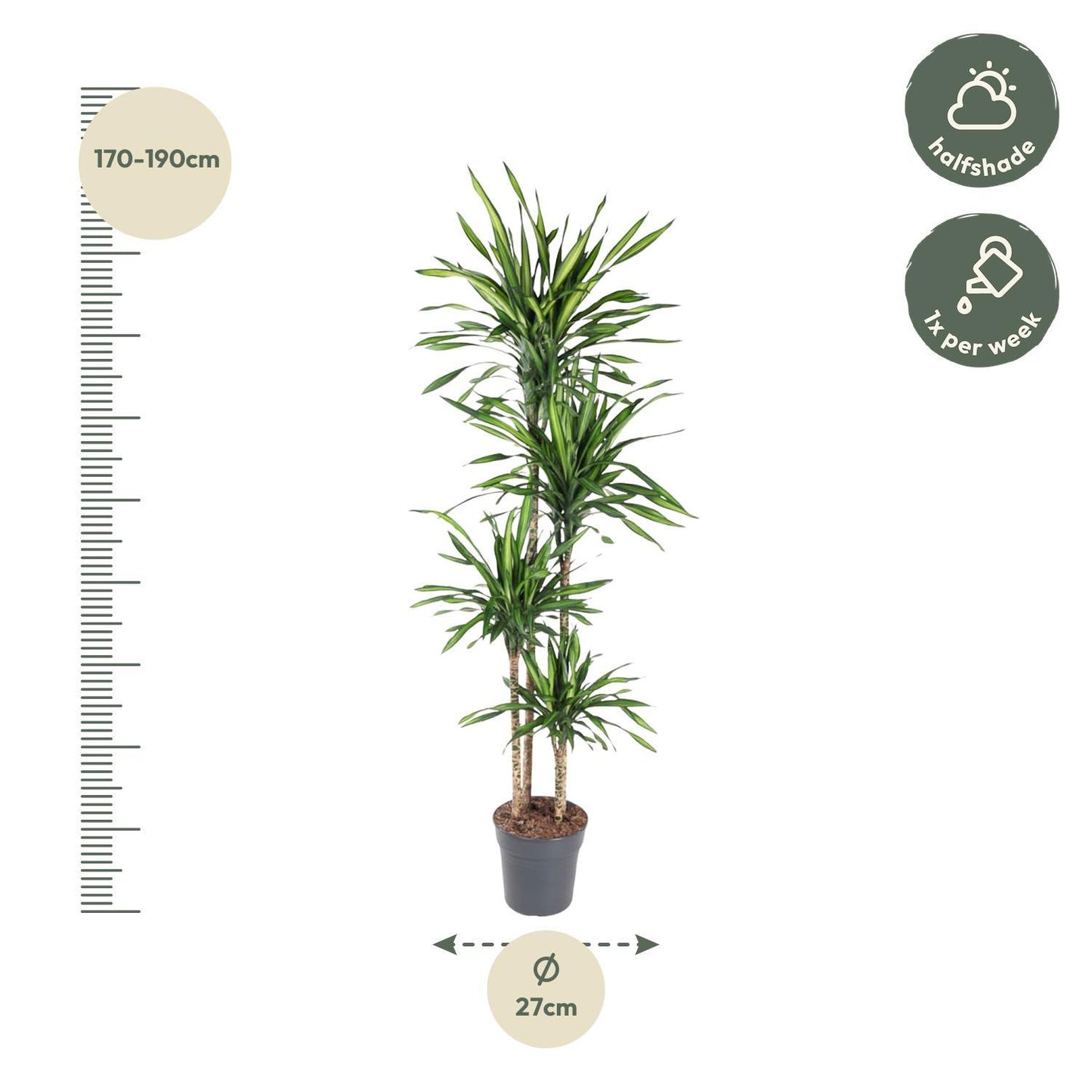 Dracaena Riki - 180 cm - ø27