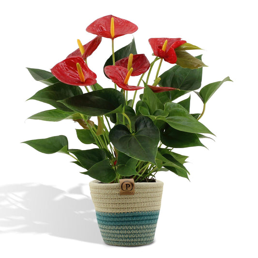 Anthurium Andreanum Diamant Rot inkl. PURE Korb - 45cm - Ø12