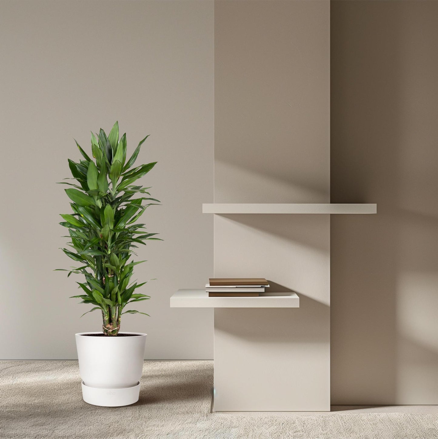 Dracaena Janet Lind vertakt - 110 cm - ø27