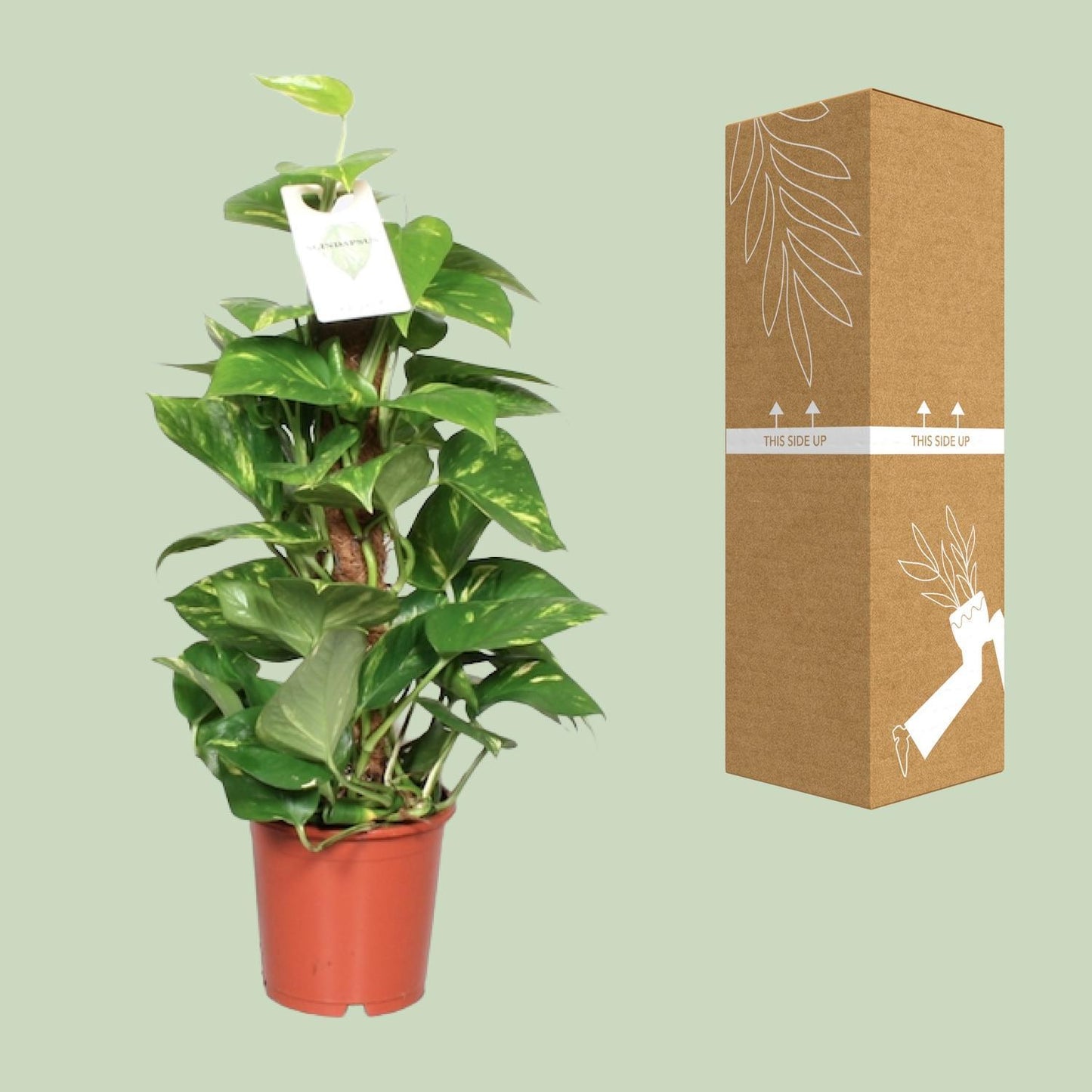 Epipremnum Pinnatum - Ø15 - ↨60cm