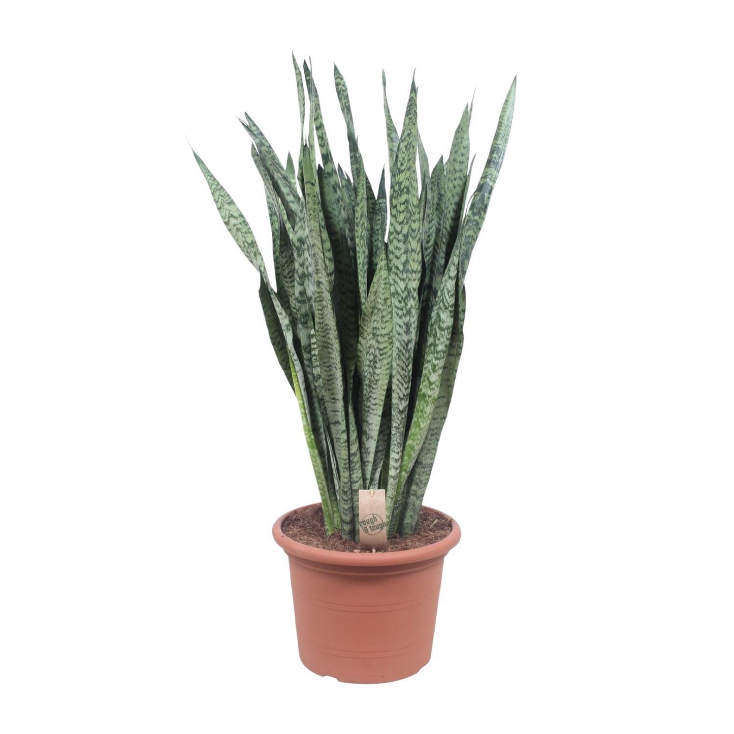 Sansevieria Zeylenica - 110 cm - ø35