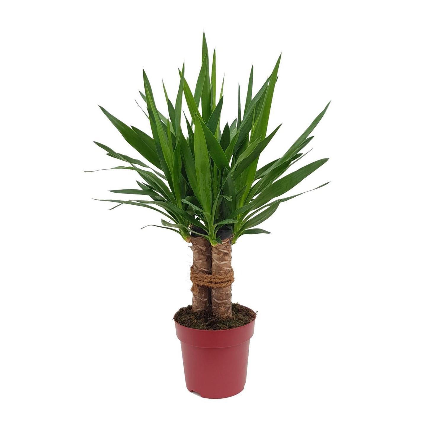 Yucca "Tres Cañas" - Ø19cm - ↕70cm