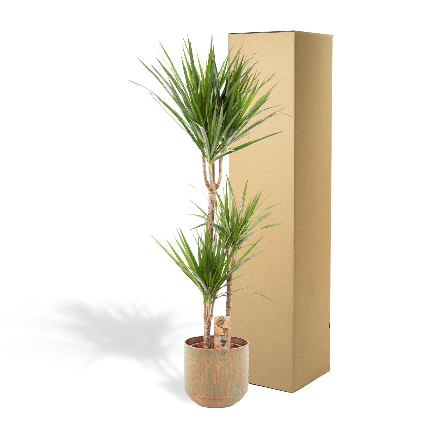 Dracaena mit Topf - ↨120cm - Ø21cm