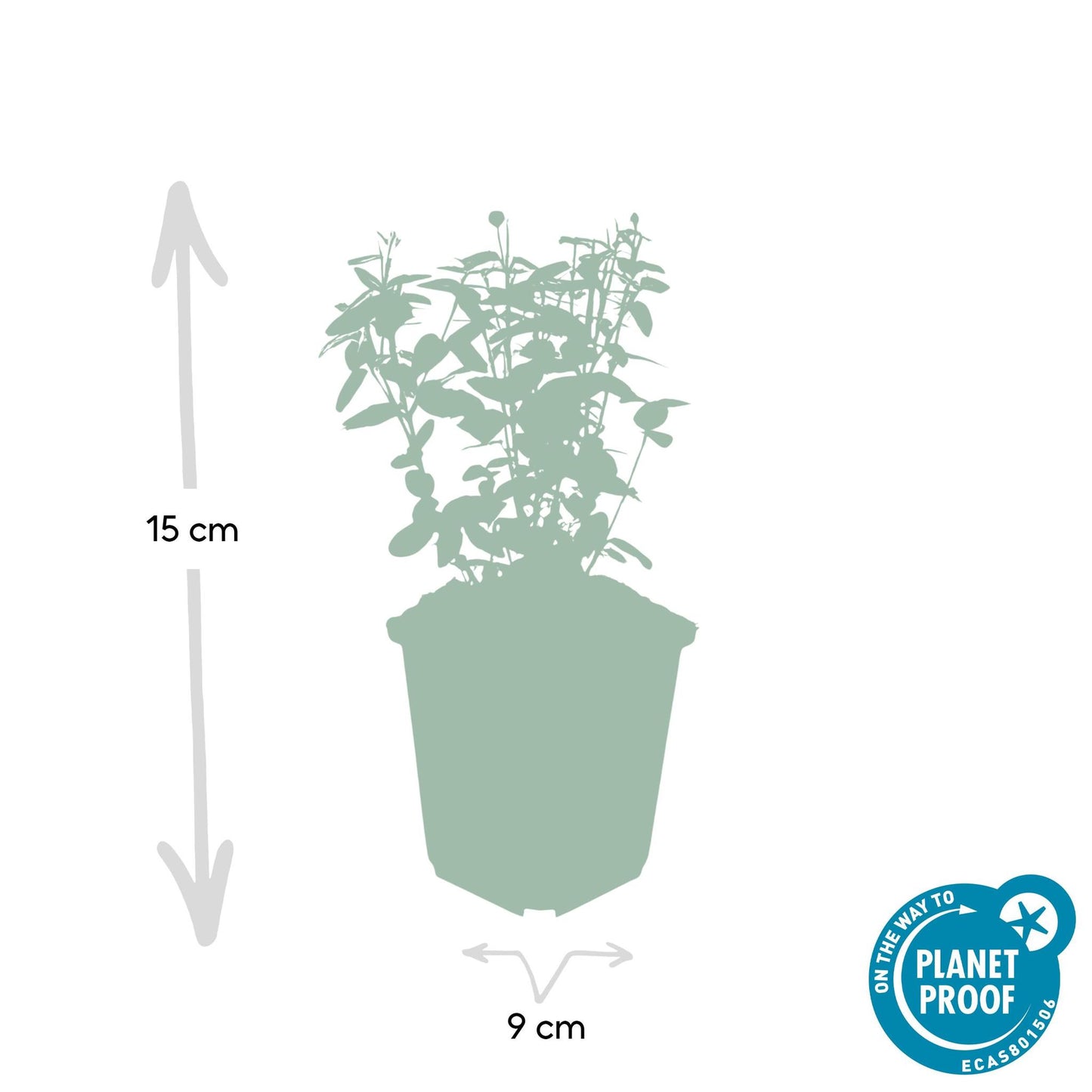 Euonymus fortunei radicans - ↕25cm - Ø9cm  - 12x