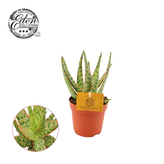 Aloe Hybride 10,5cm - Ø10,5cm - ↕15cm