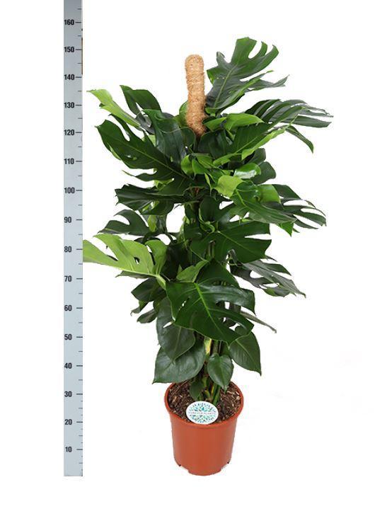 Monstera Deliciosa Ø27cm - ↕150cm im schwarzen Drucktopf