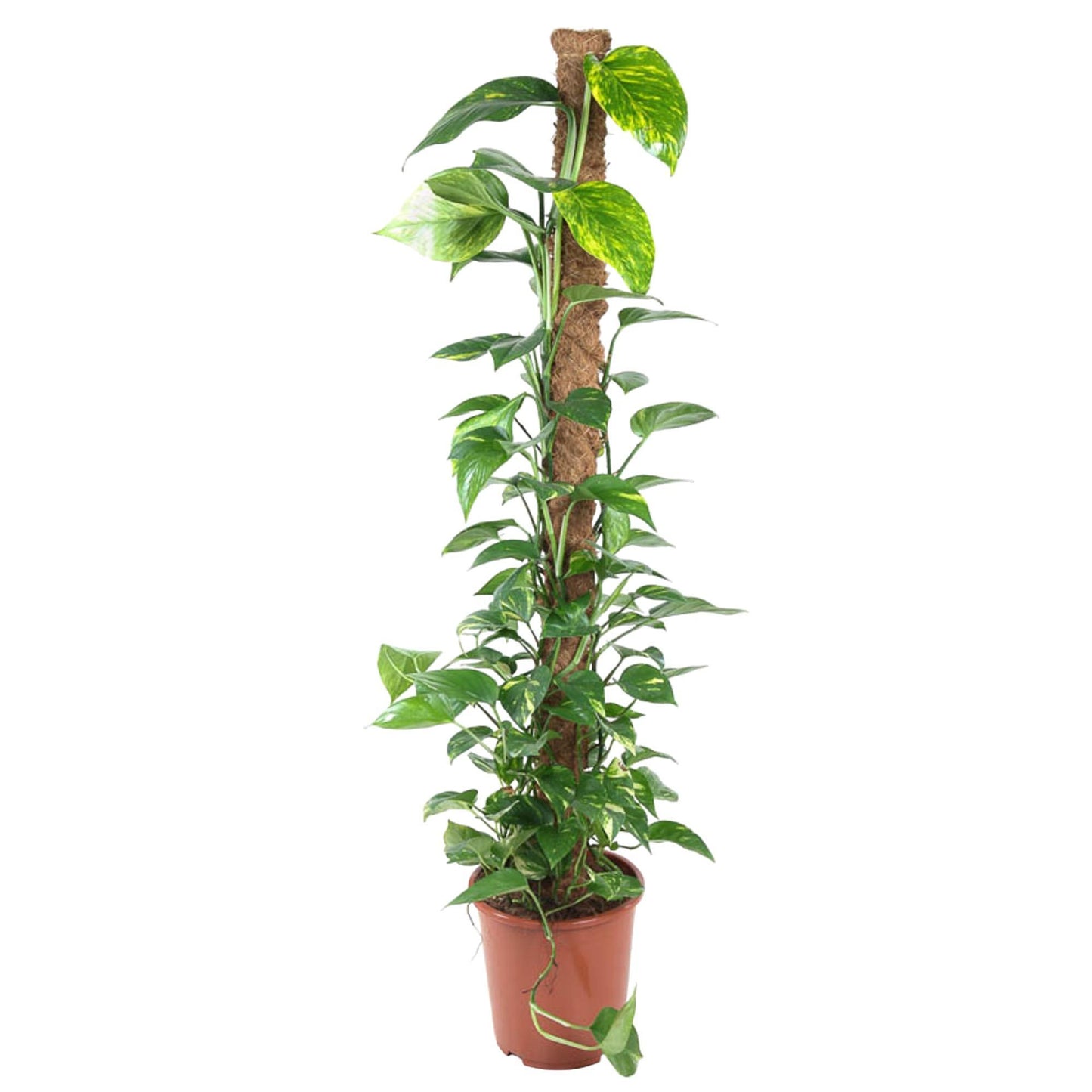 Epipremnum Pinnatum - 150 cm - ø27