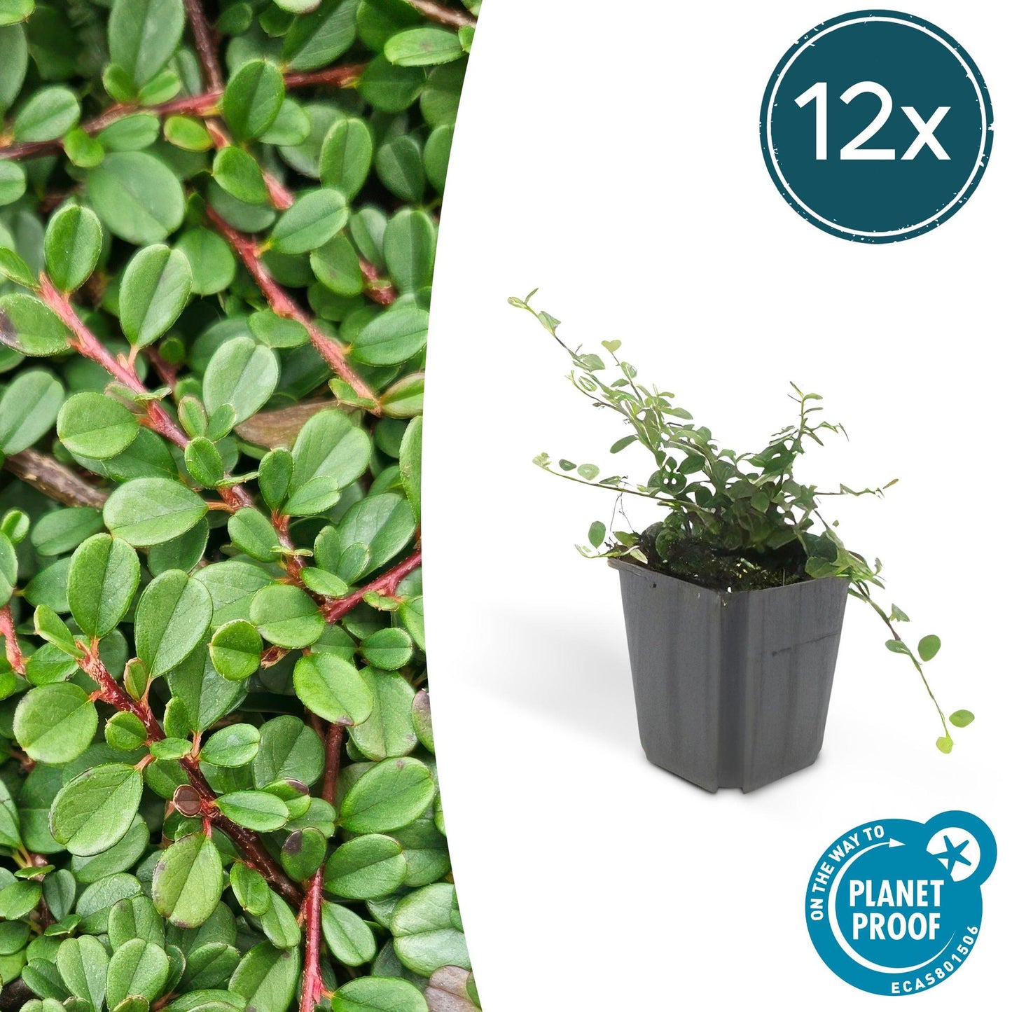 Cotoneaster pr. 'Streib's Findling' - ↕25cm - Ø9cm  - 12x