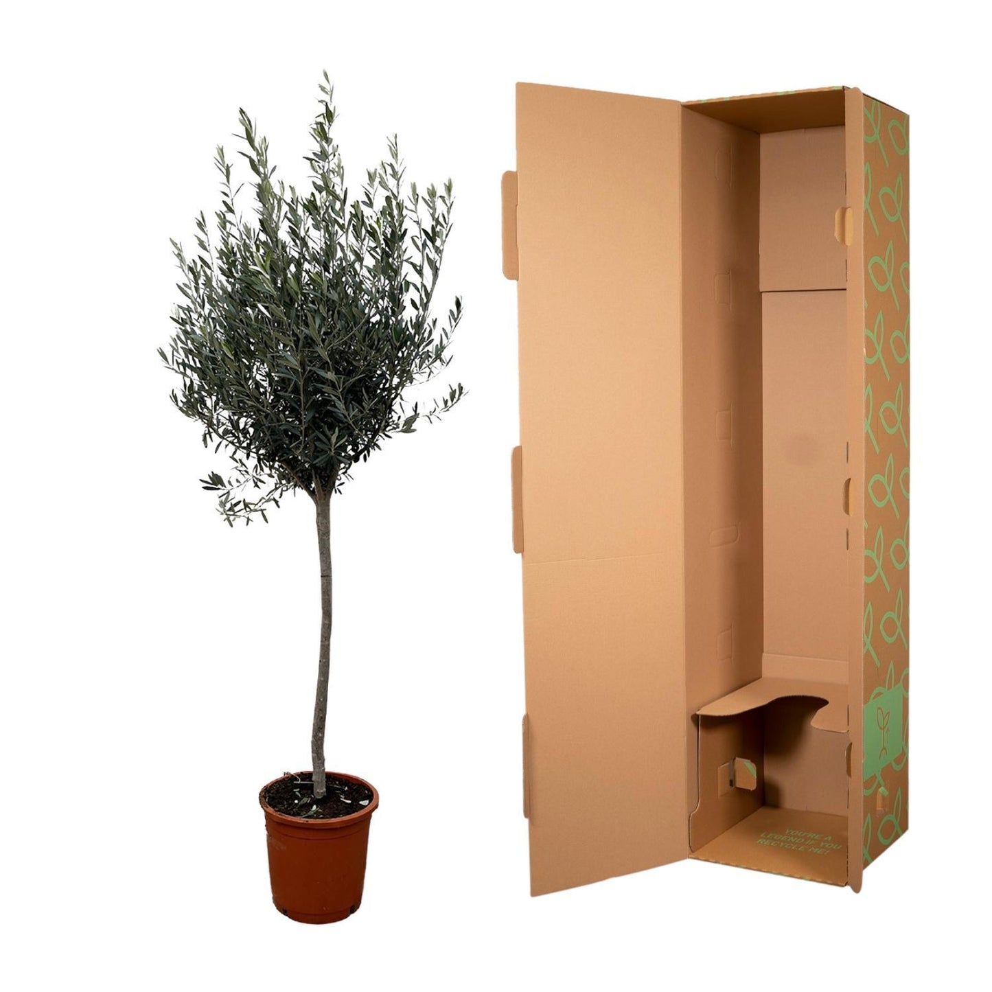 Olea europaea am Stiel – Olivenbaum im eleganten Stieltopf (45 Liter)