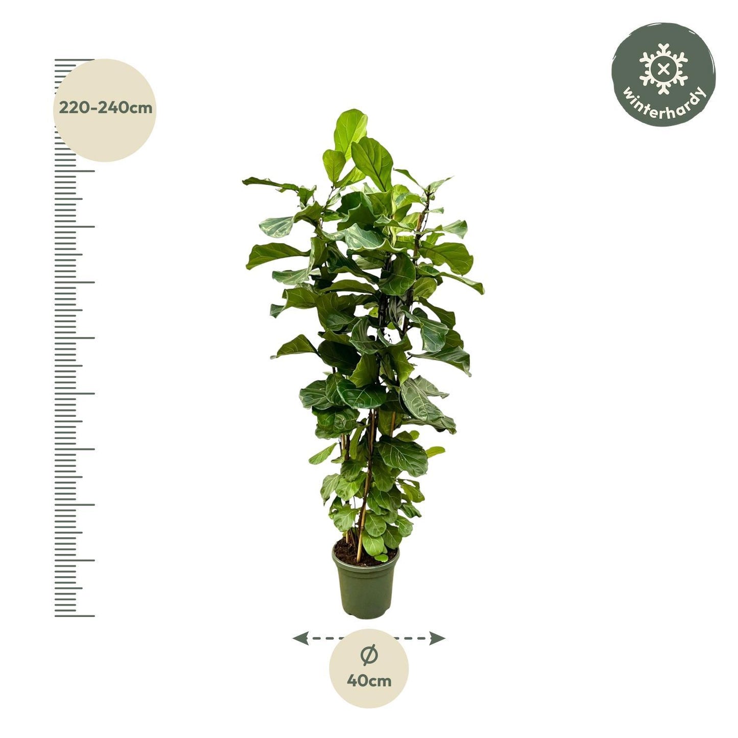 Ficus Lyrata struik XL - 200cm - ø40