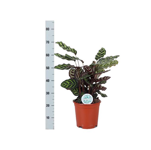 Calathea Makoyana Ø21cm - ↕70cm im Boule OLIVE Topf