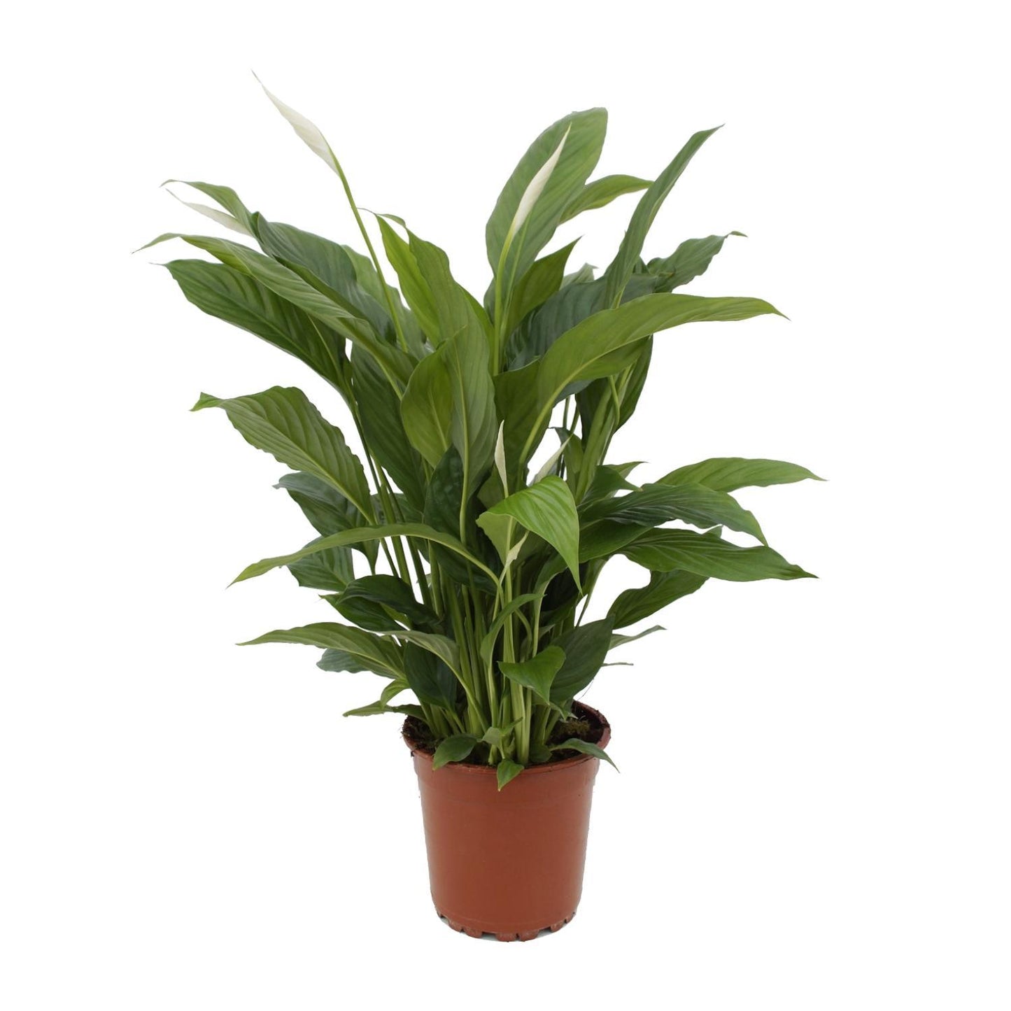 Spathiphyllum Torelli P17 - Ø17cm - ↕65cm | Elegante Friedenslilie mit luftreinigender Wirkung