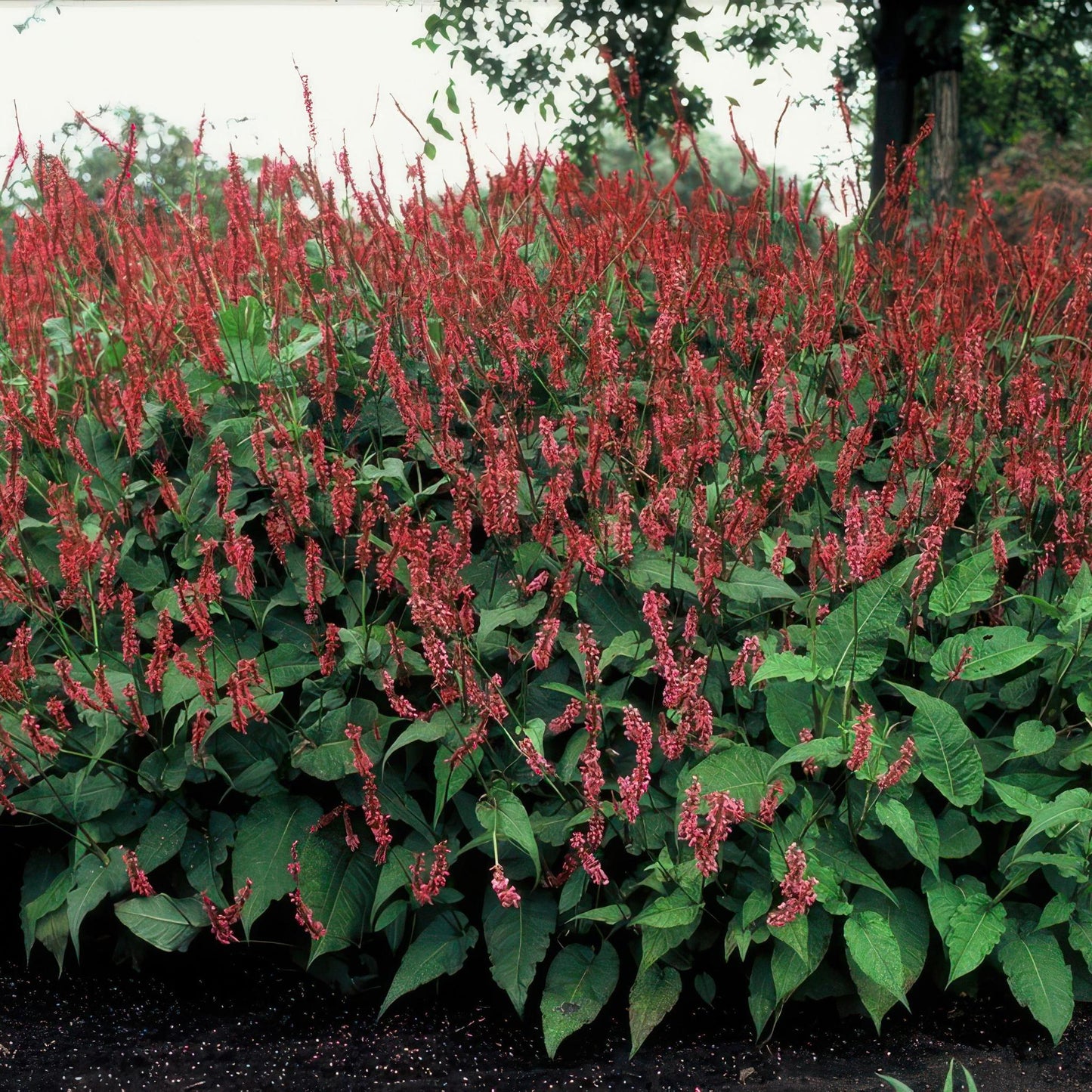 Persicaria amplexicaulis - ↕25cm - Ø9cm  - 12x