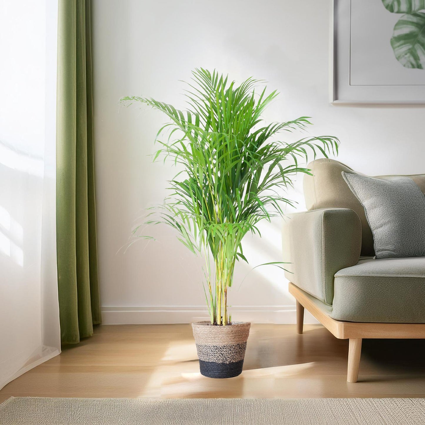 Areca Palme (Dypsis) mit Lissabon-Korb Schwarz - 100cm - Ø21cm