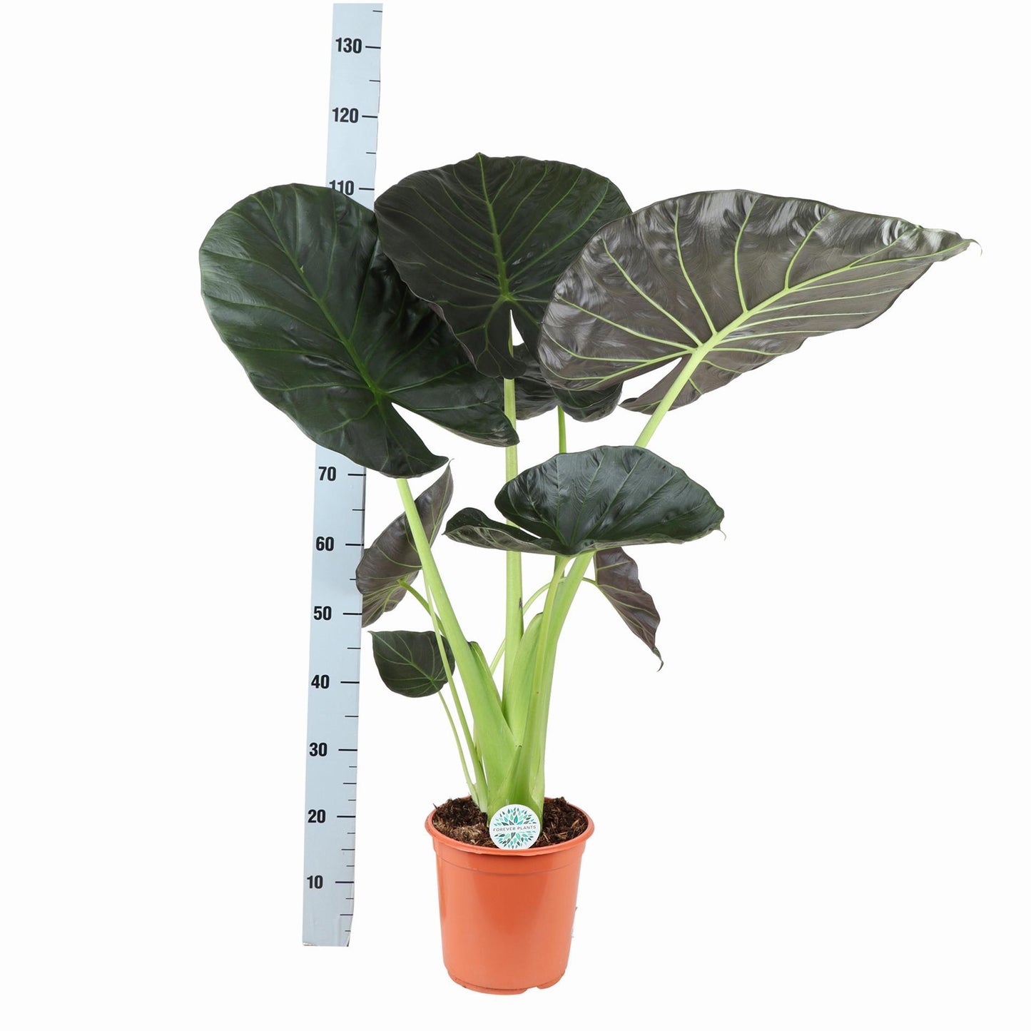 Alocasia Regal Shield Ø24cm - ↕110cm (Weißer Topf)