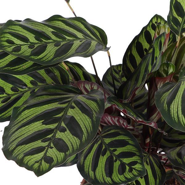 Calathea Makoyana Ø21cm - ↕70cm im Boule mit Topf