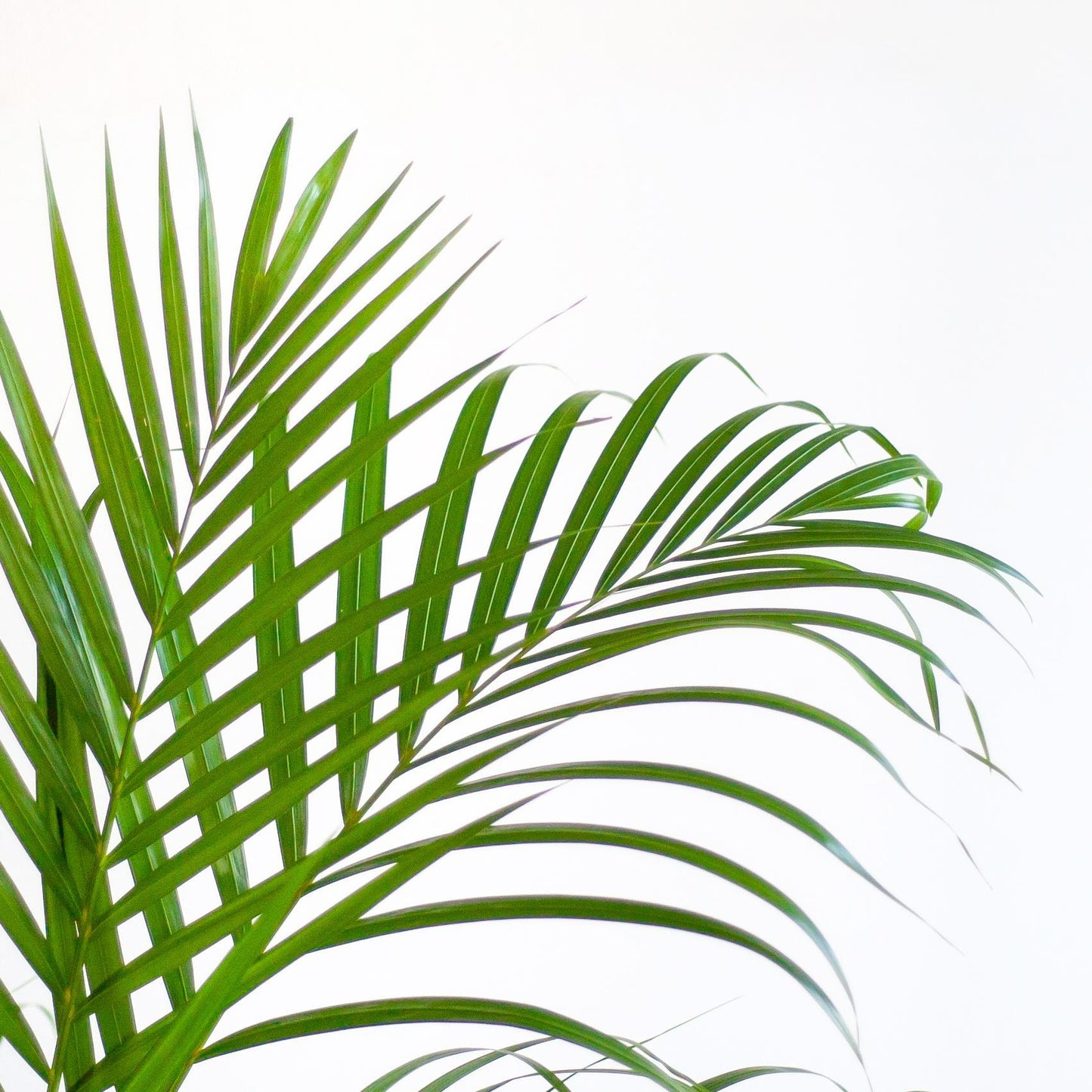 Areca Palme (Dypsis) mit Lissabon-Korb Weiß - 100cm - Ø21cm