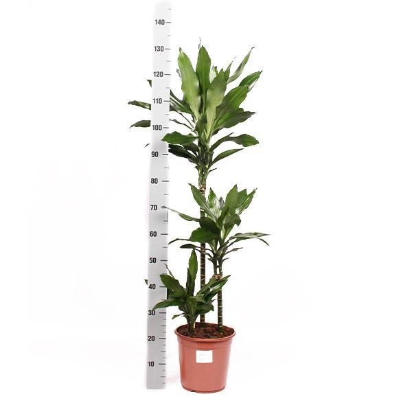 Dracaena Janet Lind Ø24cm ↕120cm in Era ANTRACIET Topf