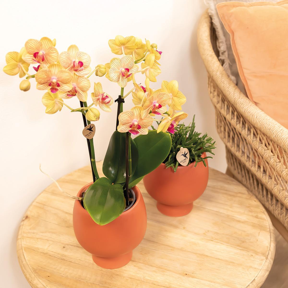 Orange Phalaenopsis Orchidee Topfgröße Ø9cm | blühende Zimmerpflanze - frisch vom Züchter