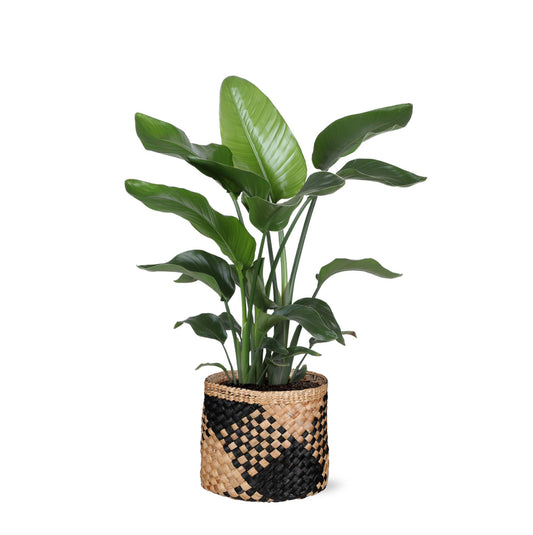 Strelitzia Nicolai - Ø21cm - ↕80cm in Albury BLACK print mand