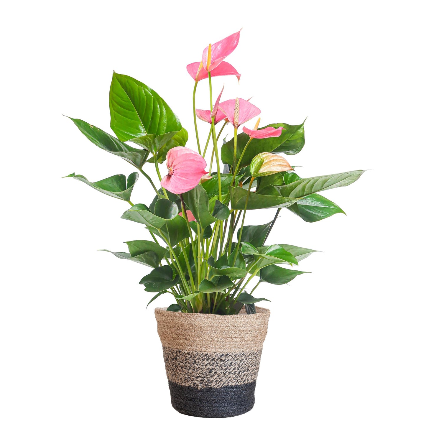 Anthurium Pink Explosion - 55cm Höhe, Ø17cm Topf