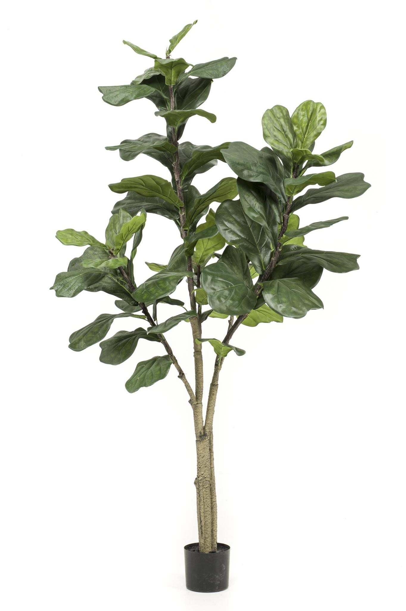 Kunstpflanze Ficus Lyrata - Tabakspflanze - 180 cm Höhe - Pflegeleichte Kunstpflanze für große Innenräume