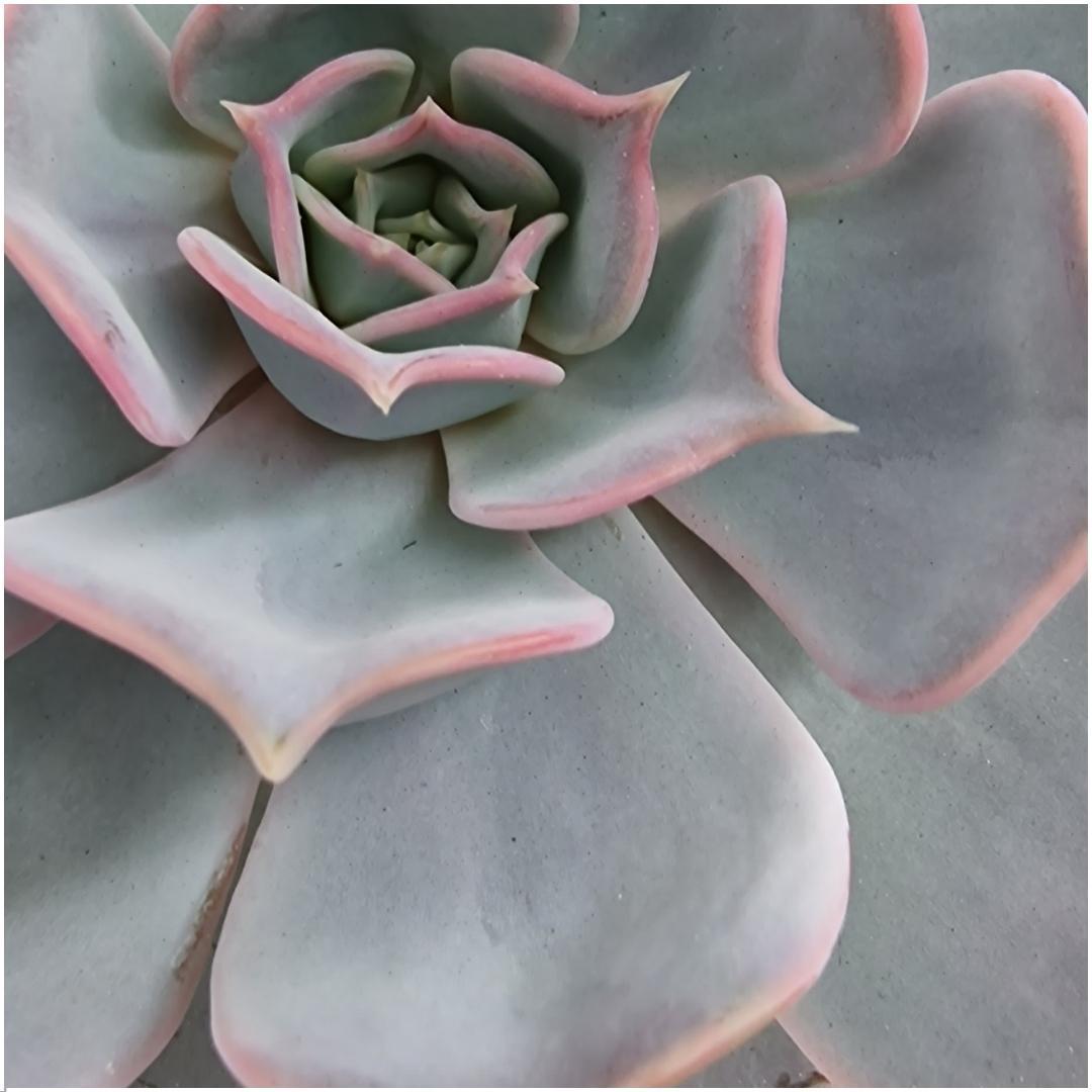 ROOTLESS Succulent Echeveria Lilacina in Schale 'schwarz' Ø20 cm - ↕5 cm