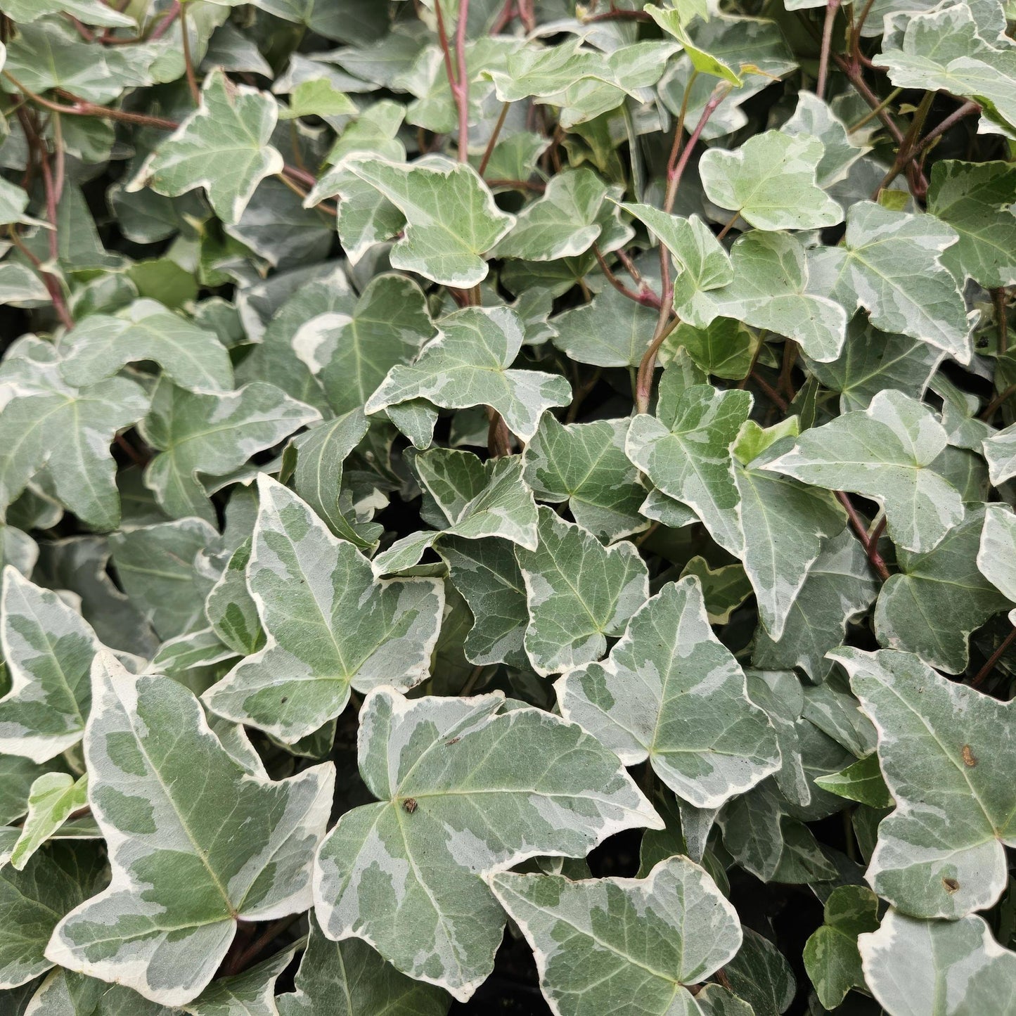 Hedera helix 'Glacier' - Efeu mit silbrig-grünen Blättern - 6er & 12er Set