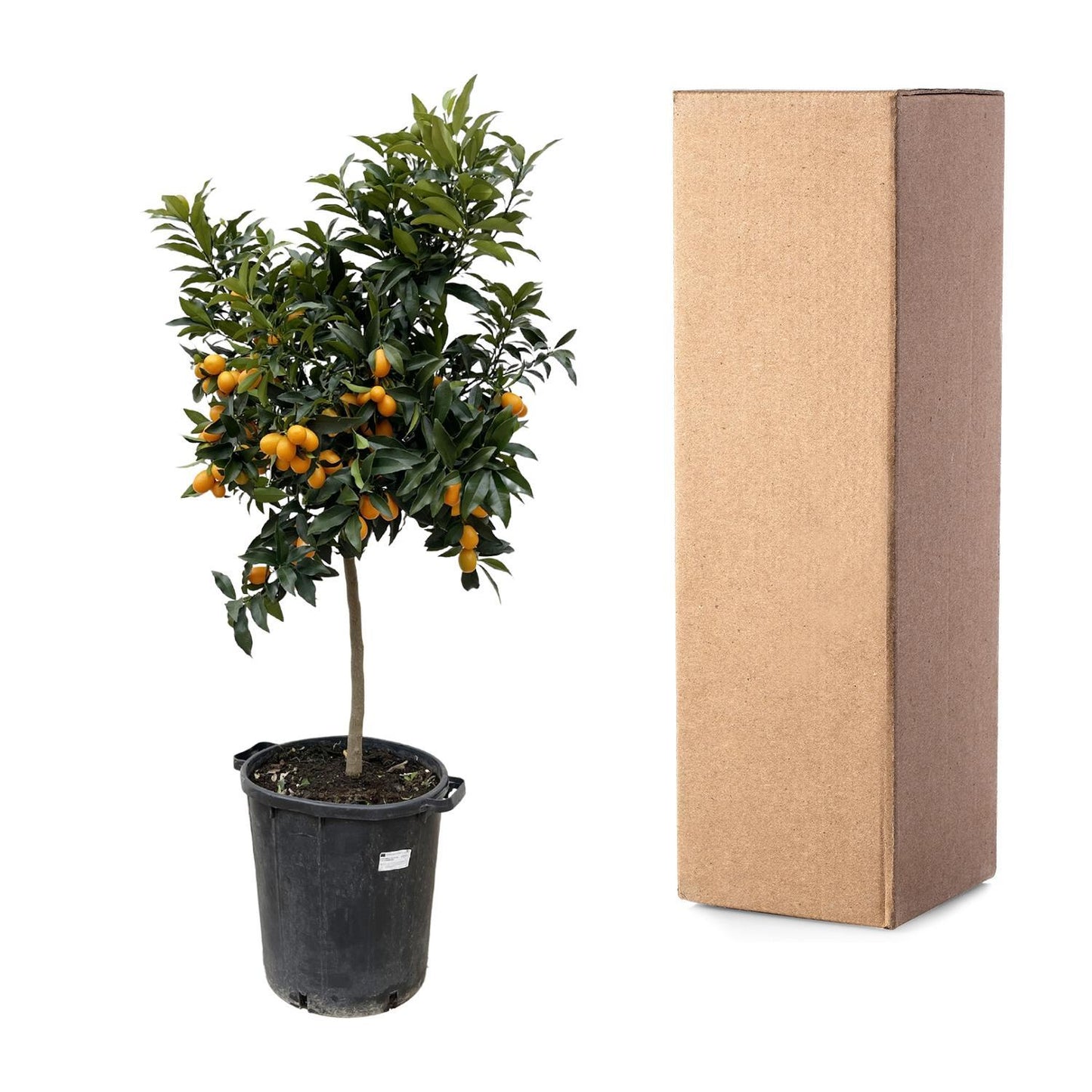 Citrus Kumquat - 150 cm - Ø40 cm | Prächtiger Zitrusbaum mit Exotischen Früchten