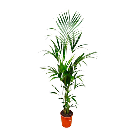 Kentia palm - 180cm - ⌀24