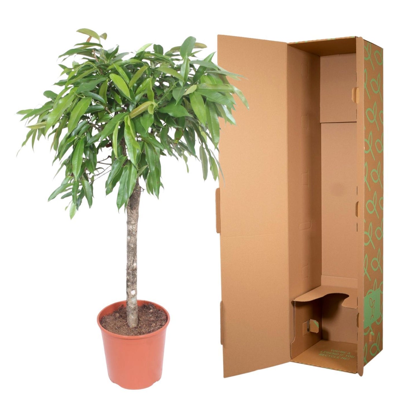 Ficus Amstel King - 140 cm - ø30