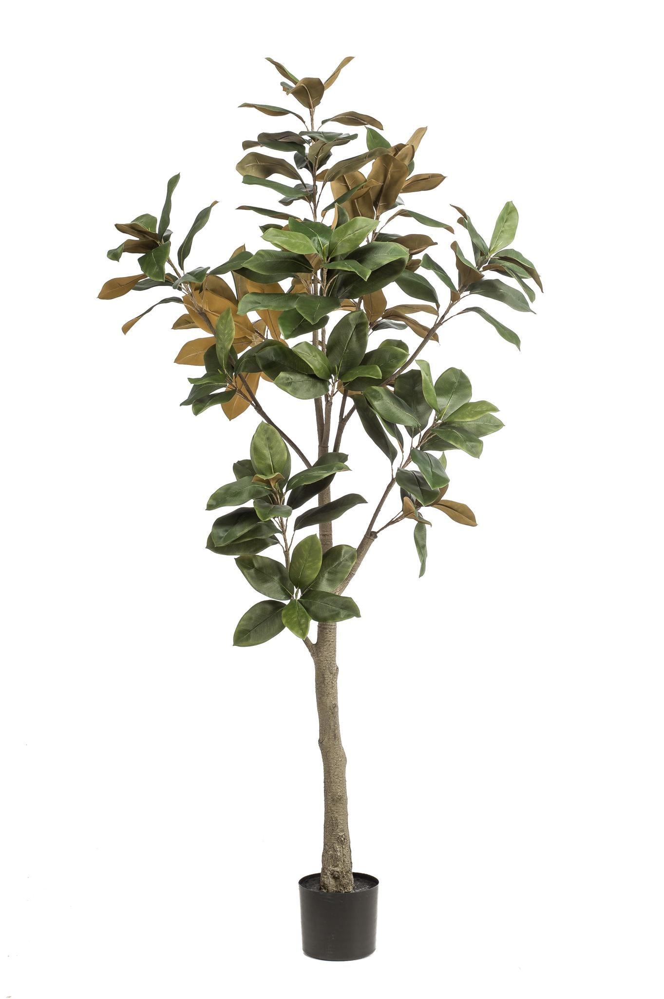 Kunstpflanze Magnolia Grandiflora - 180 cm Höhe - Pflegeleichte Magnolia für beeindruckende Innenräume