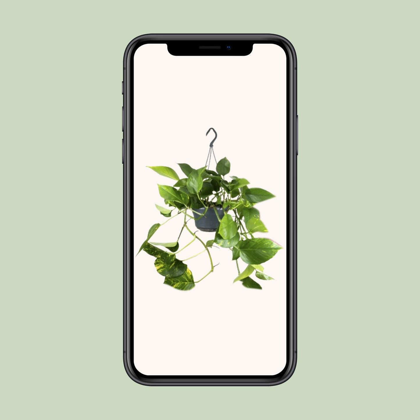 Epipremnum Pinnatum - Ø15 - ↨25cm