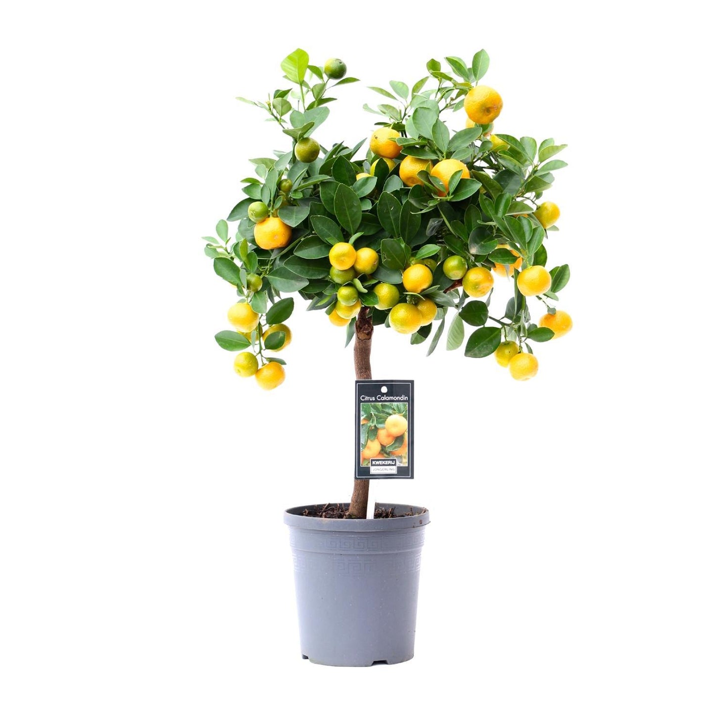 Citrus Calamondin - Ø15 cm - ↕45 cm | Kompakte Zitruspflanze mit Exotischem Charme