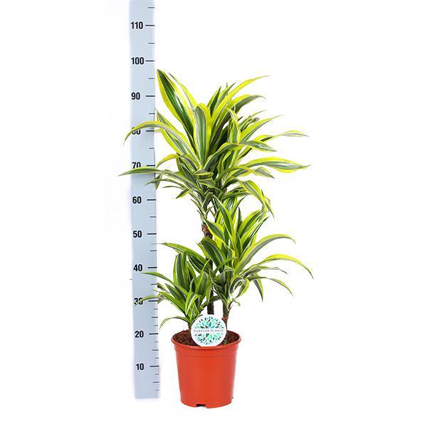 Dracaena Lemon Lime Ø21cm - ↕65cm im Albury BLACK Druckkorb