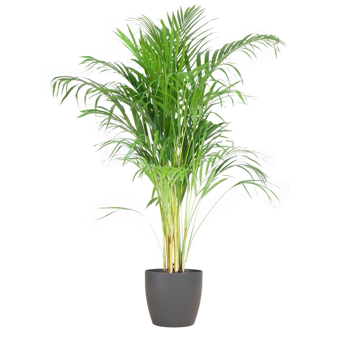 Areca Palme (Dypsis) mit Topf in Grau - 100cm - Ø21cm