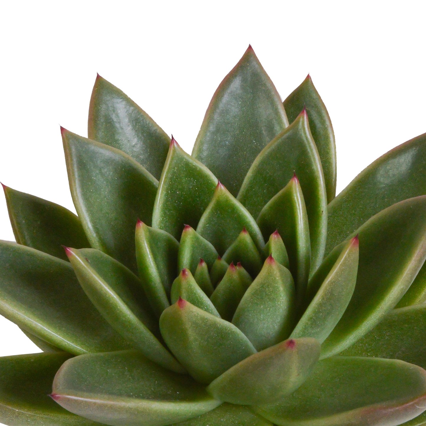 Echeveria Mix - 10,5 cm - 3x - im weißen Topf