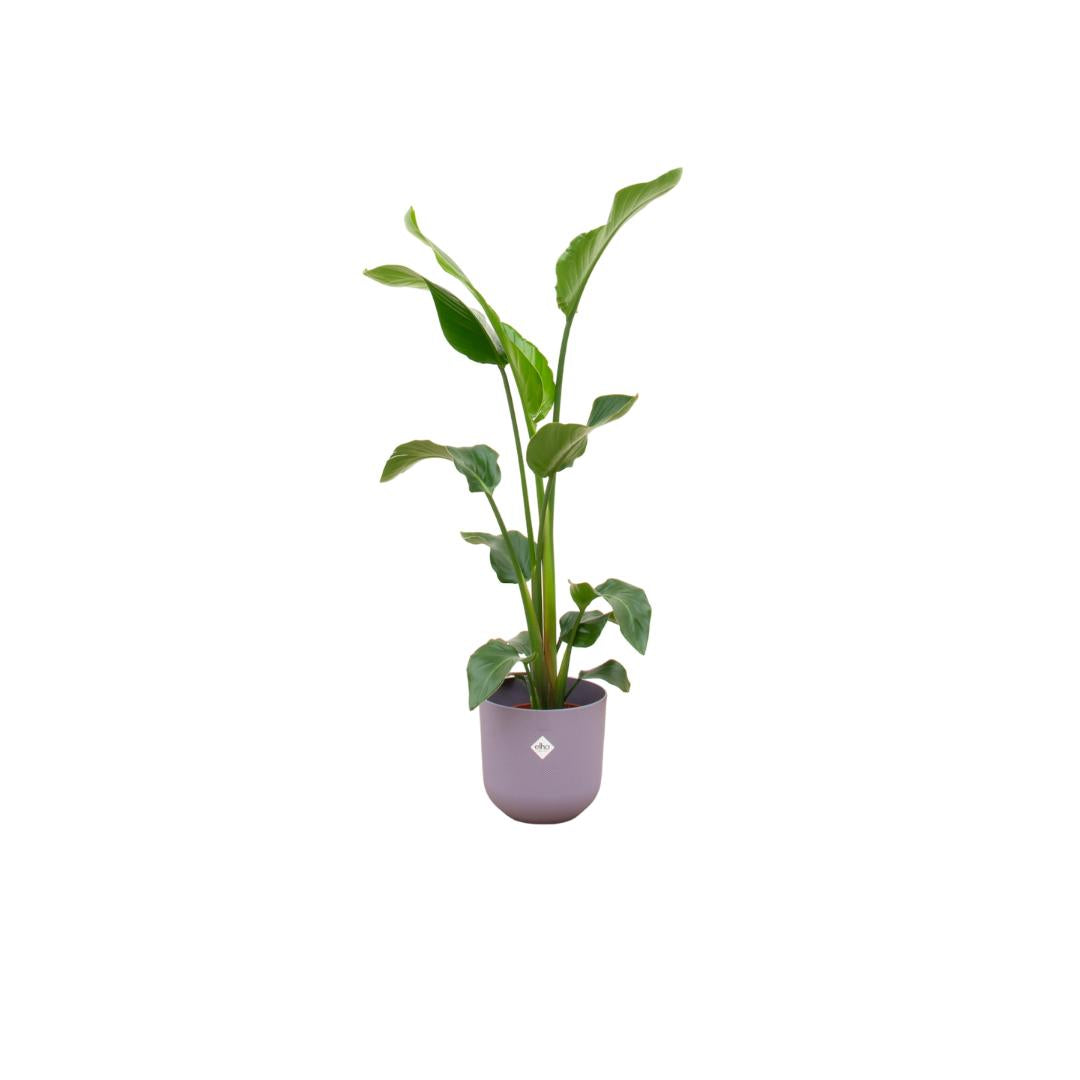 Combi deal - Strelitzia Nicolai inclusief elho Jazz Round lila Ø23 - 100 cm